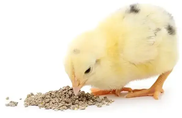 Feed and Veterinary Services