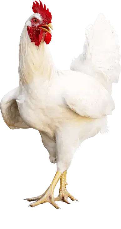 slider-img